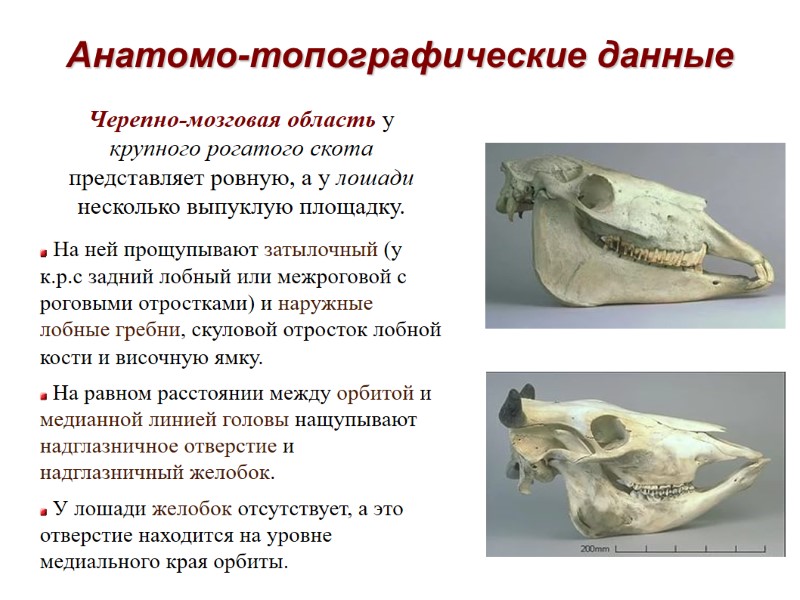 Анатомо-топографические данные Черепно-мозговая область у крупного рогатого скота представляет ровную, а у лошади несколько Анатомо-топографические данные Черепно-мозговая область у крупного рогатого скота представляет ровную, а у лошади несколько